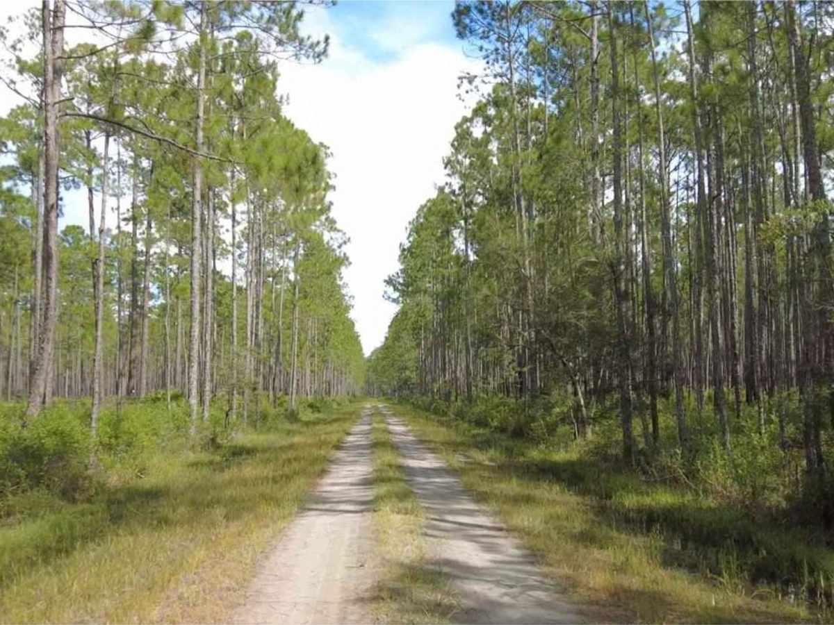 Cary State Forest - Cary Tract trail photo
