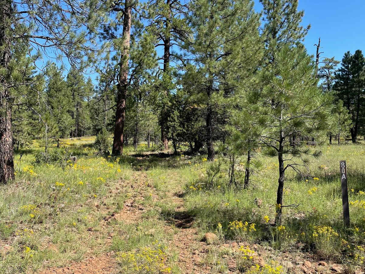 Cub Tank Trail photo 2