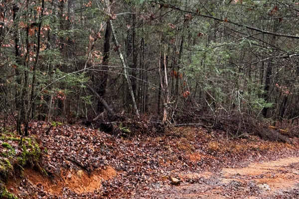 Wild Dog Creek Trail