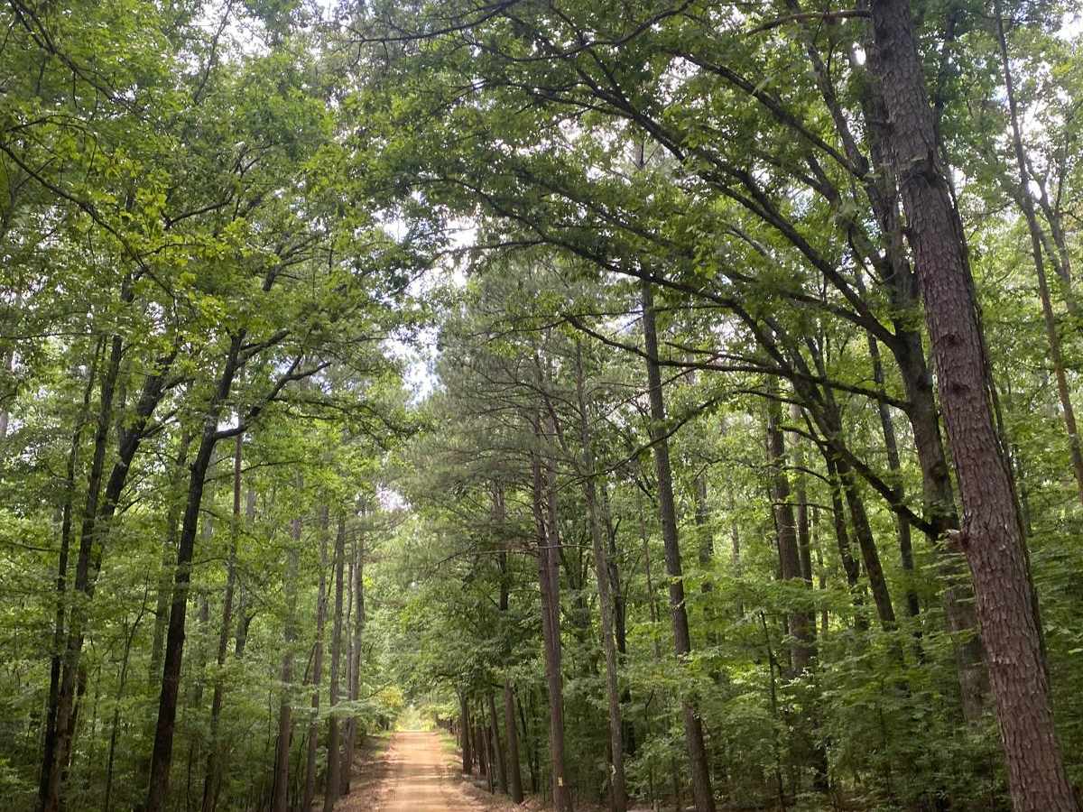 Potlach Road trail photo