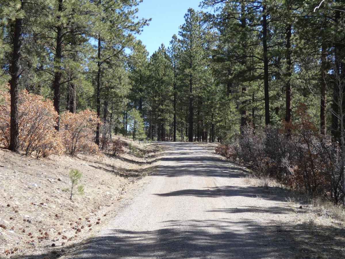 Jacques Canyon FSR-719 photo 3