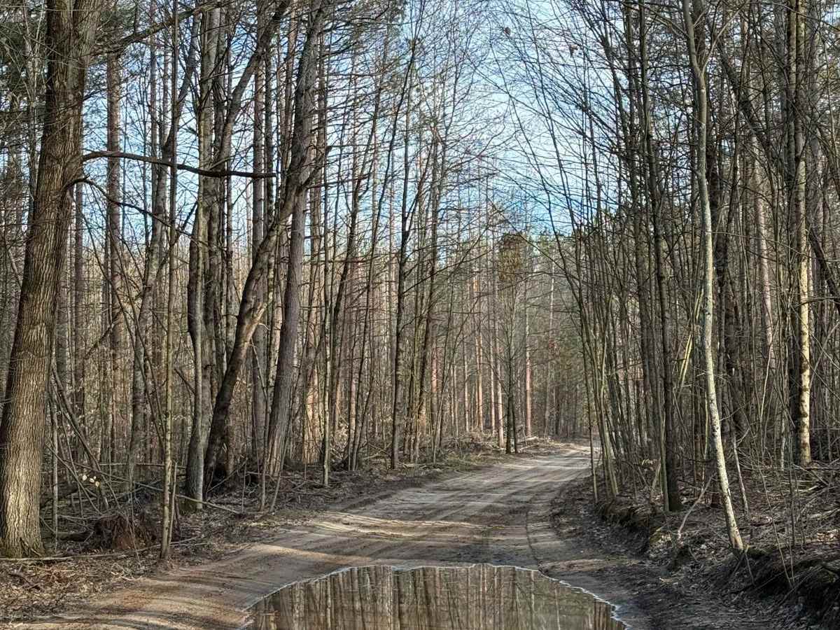 NFS 6816 trail photo