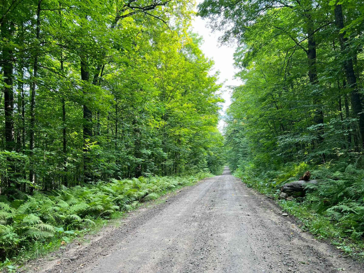 Indian Market Road - FS 2139 trail photo