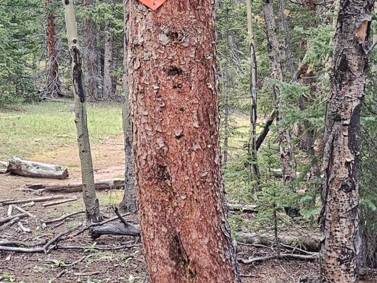 Crooked Creek/ Tilly Road photo 3