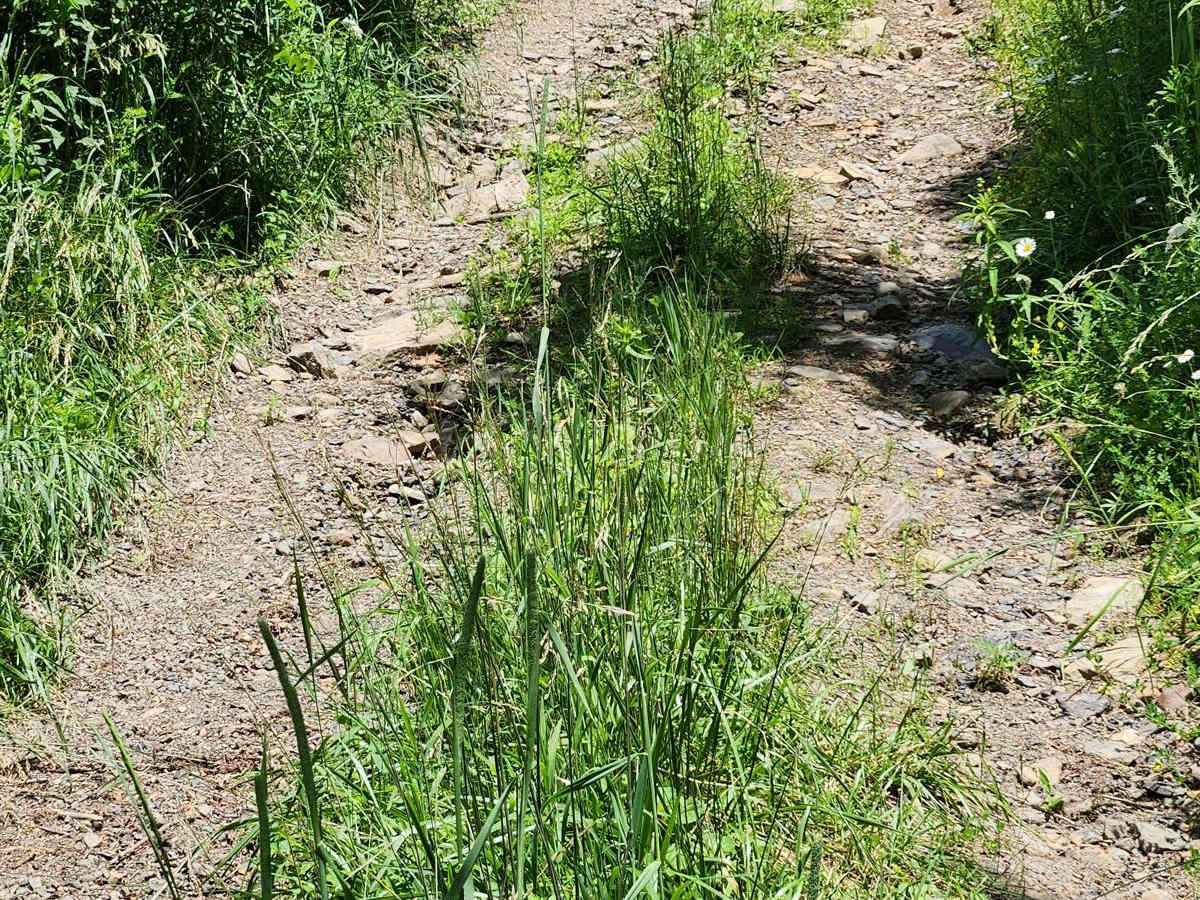Trail 7A - Rock Run Recreation Area photo 2