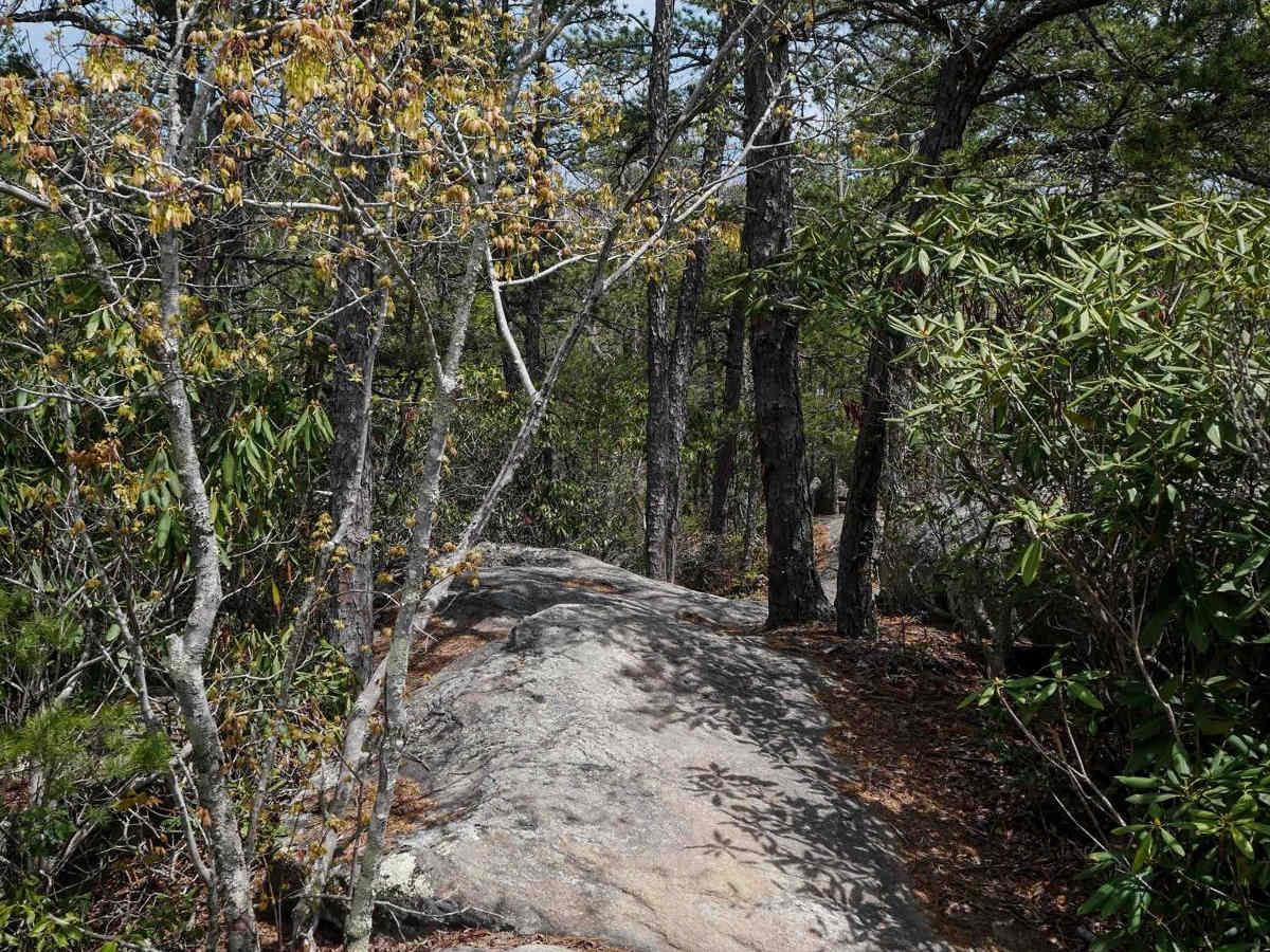 Trail 2 Elliot Deer photo 4