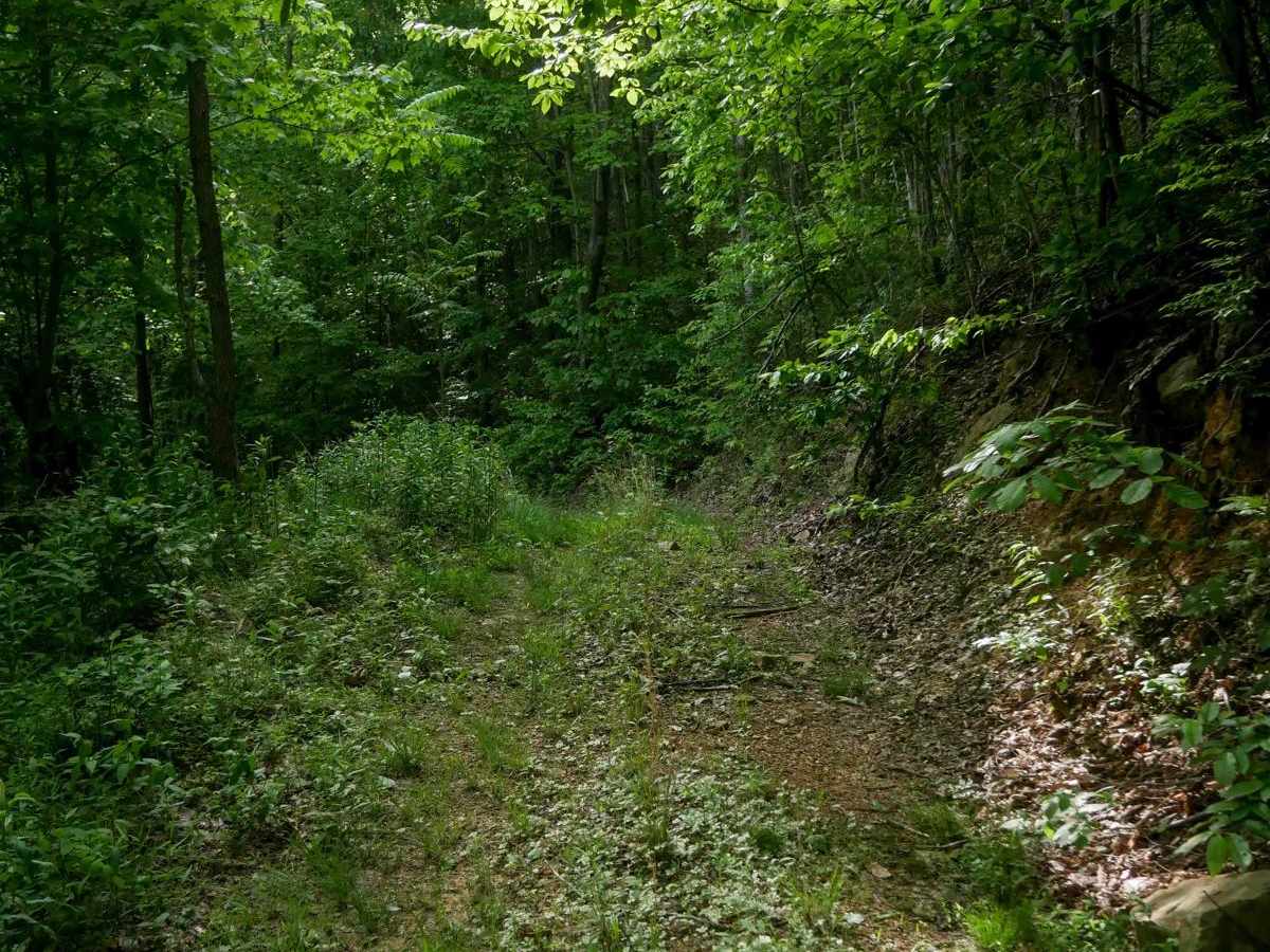 MV52 photo 2