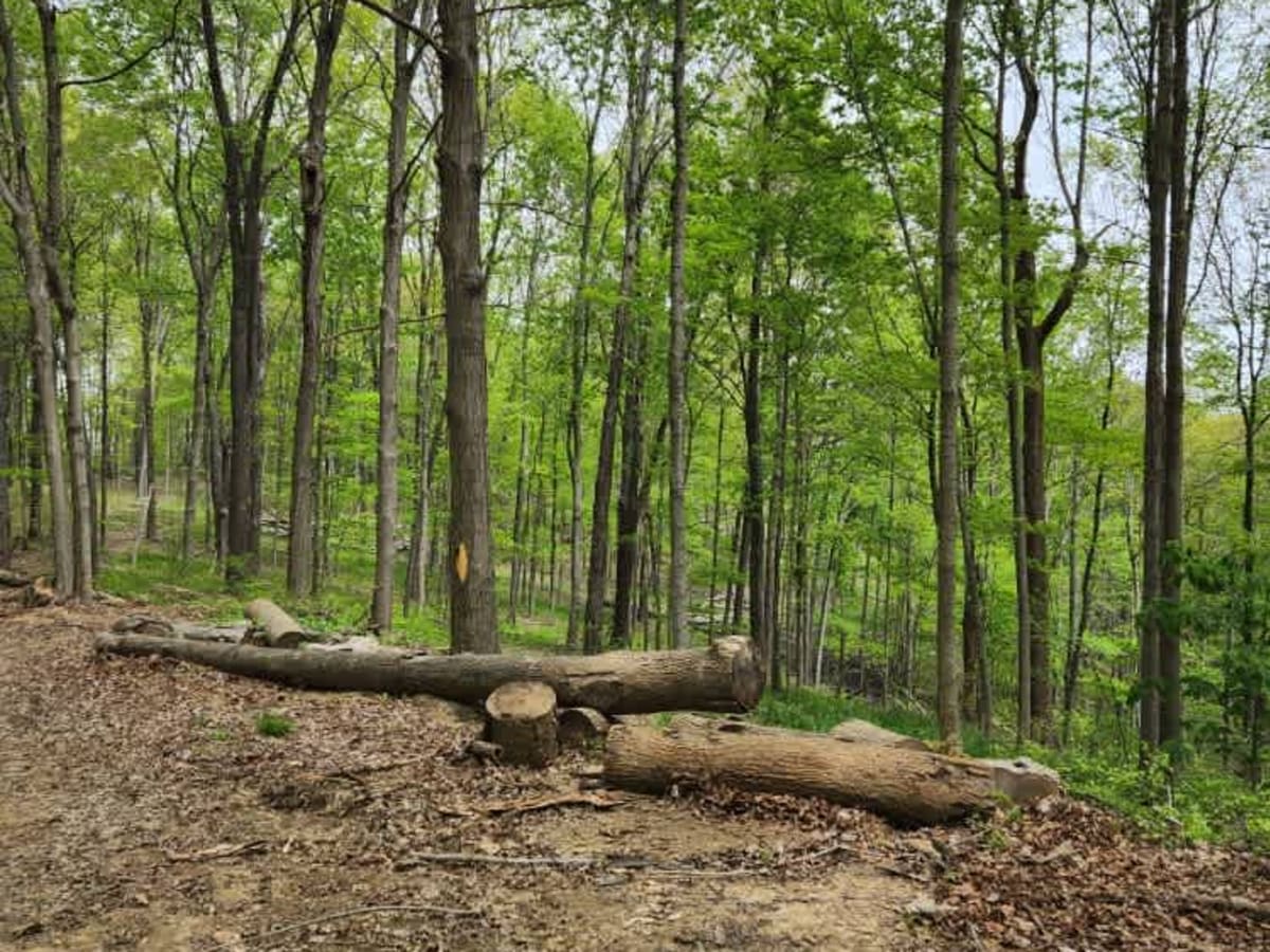 Mouth Hollow Road photo 4