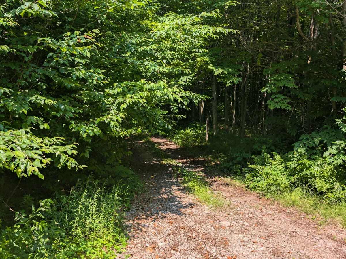 Albert Marsh Hill Road trail photo
