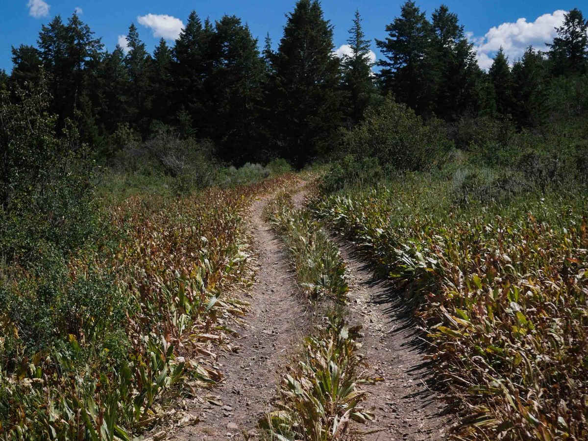Slate Trail #3119  trail photo