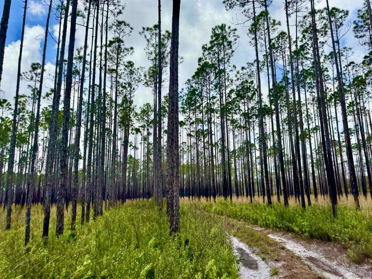 Bear Road- FS 111-E photo 4