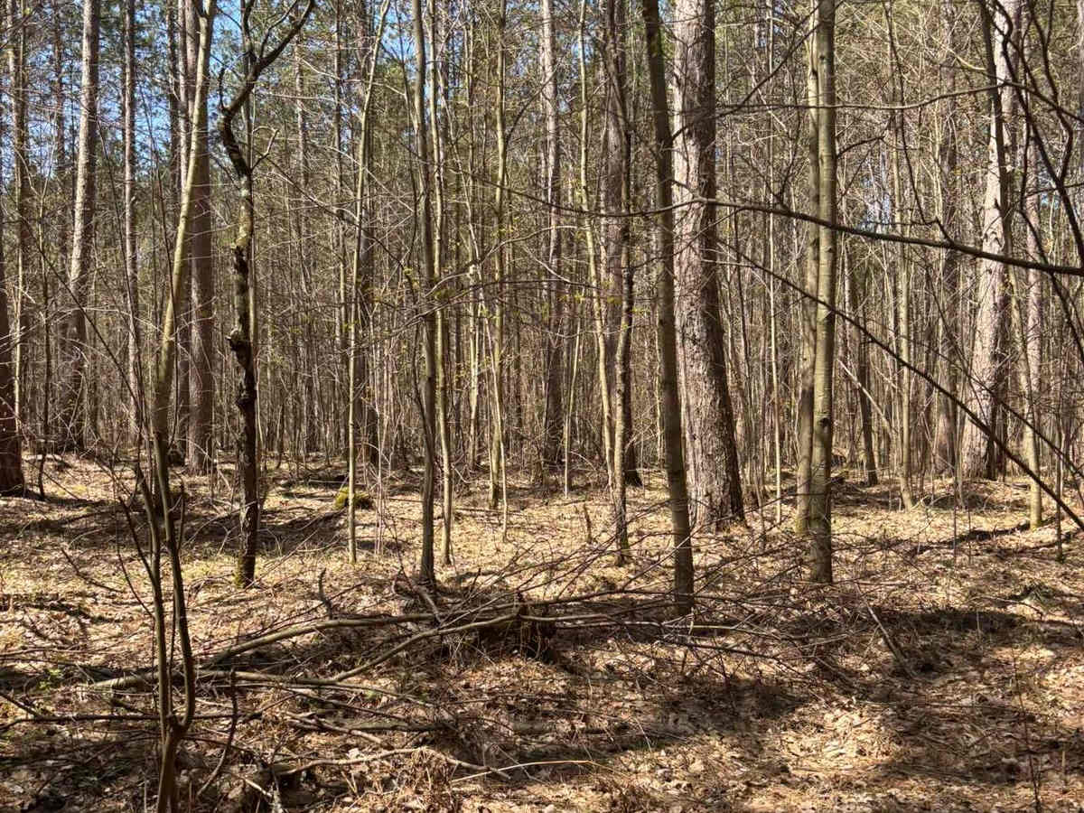Forest Road 2259 photo 4