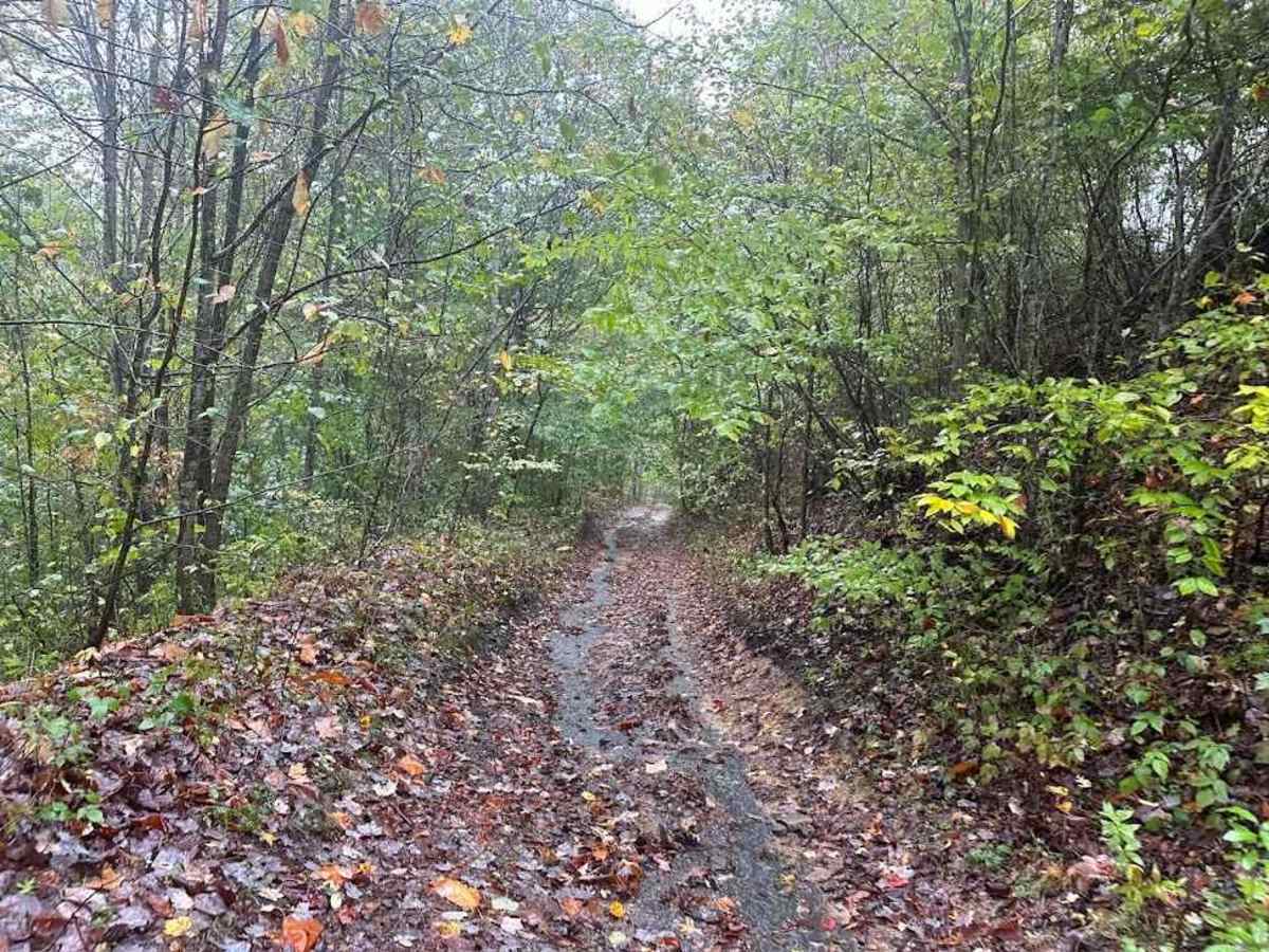 18 Green trail photo