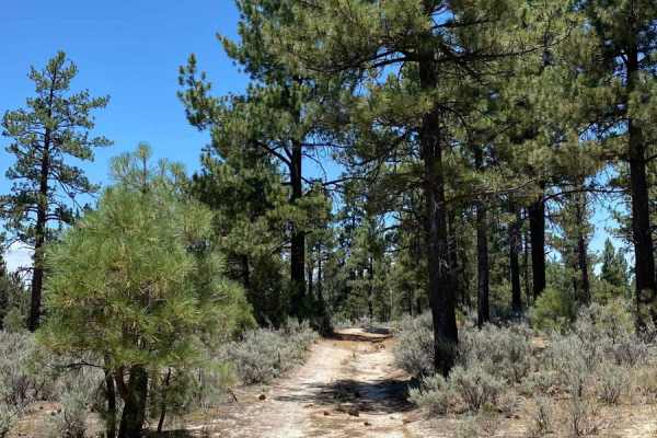 Laguna Hanson Road Detour
