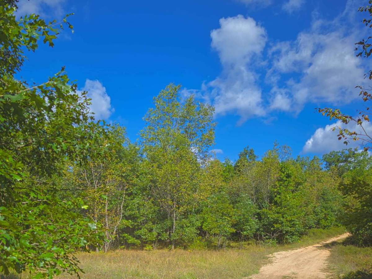 Whisker's Trail trail photo