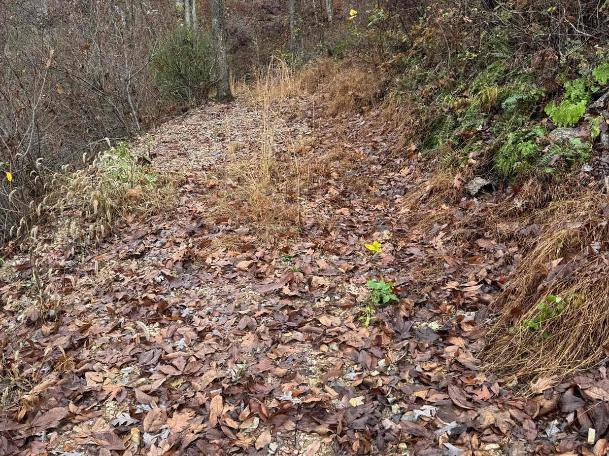 Green 104 photo 2