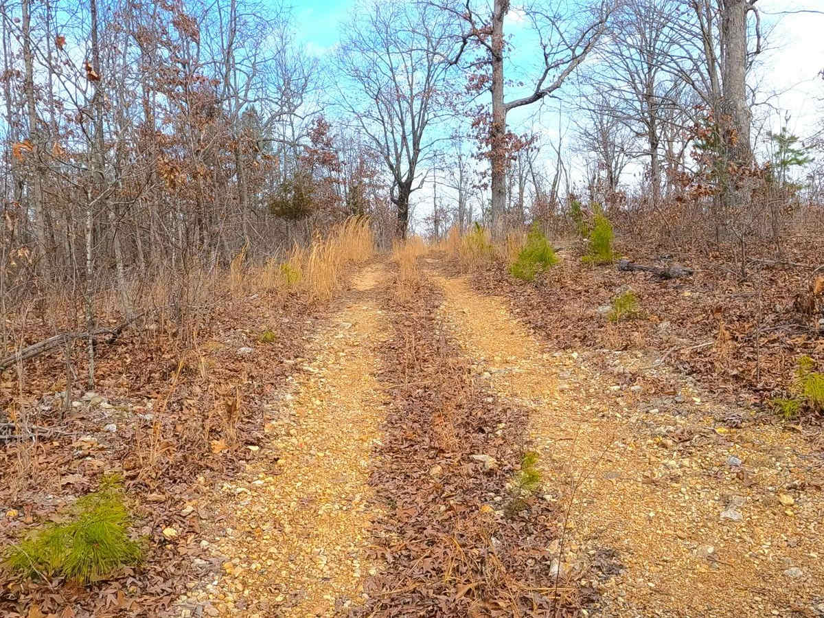 Witch Hazel - FS 2914 photo 6