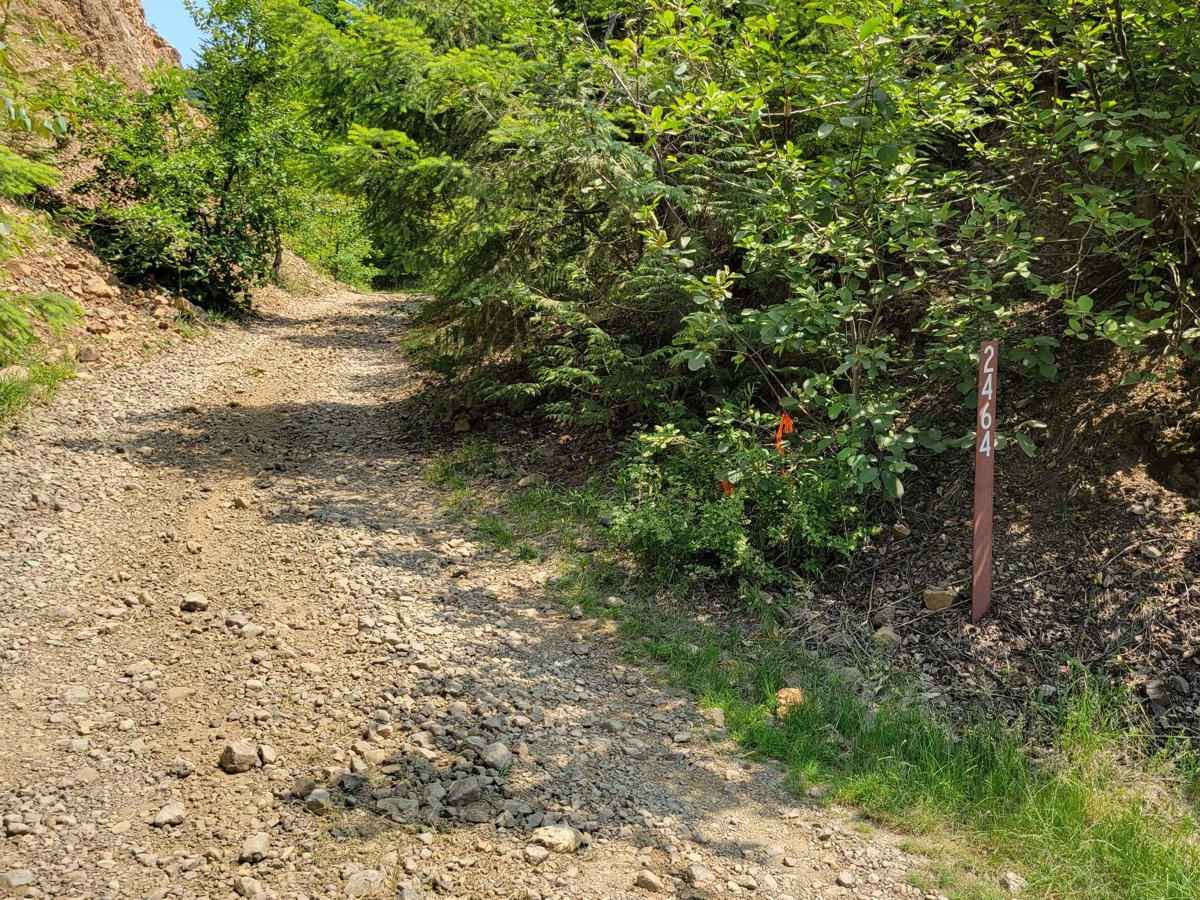 NF - 2464 trail photo