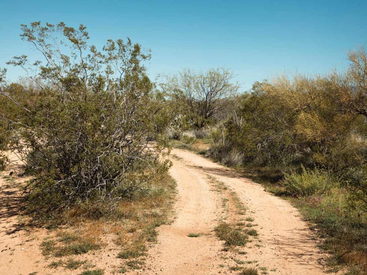 Creosote Forest Run photo 4