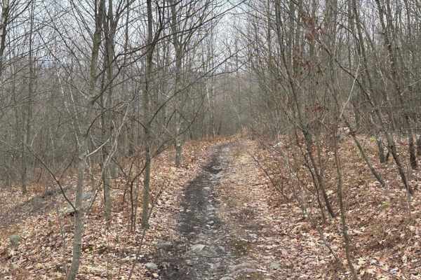Locust Gap 74