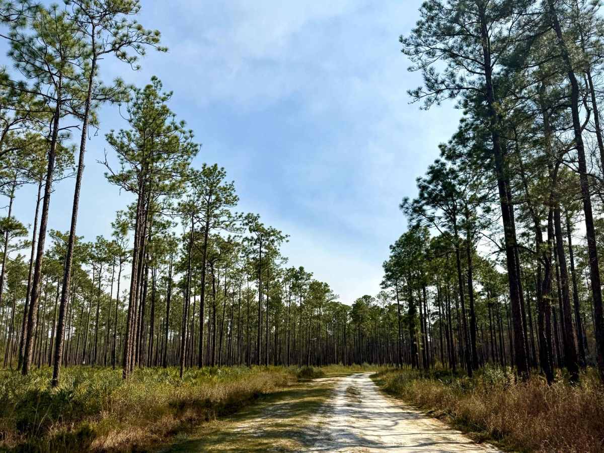Forest Road 367 photo 6