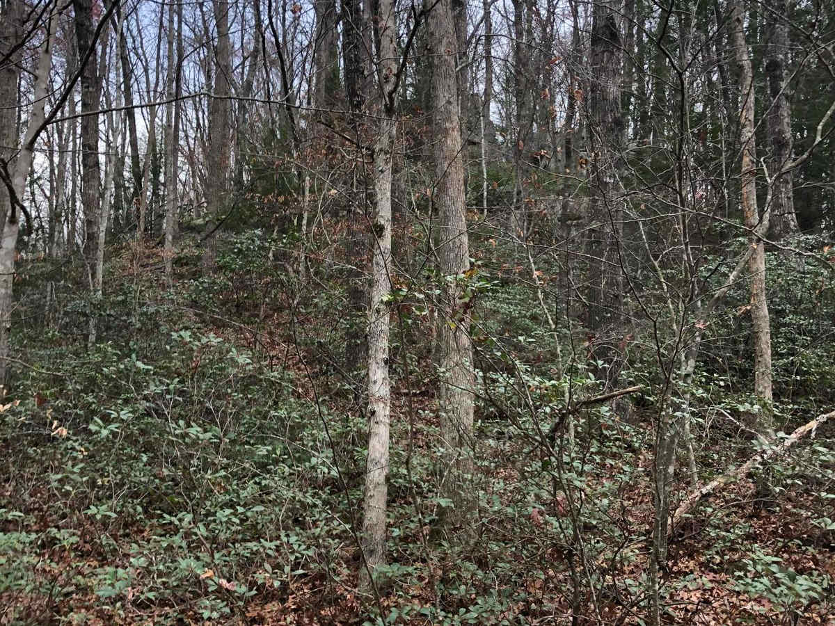 Cedgap Trail photo 3