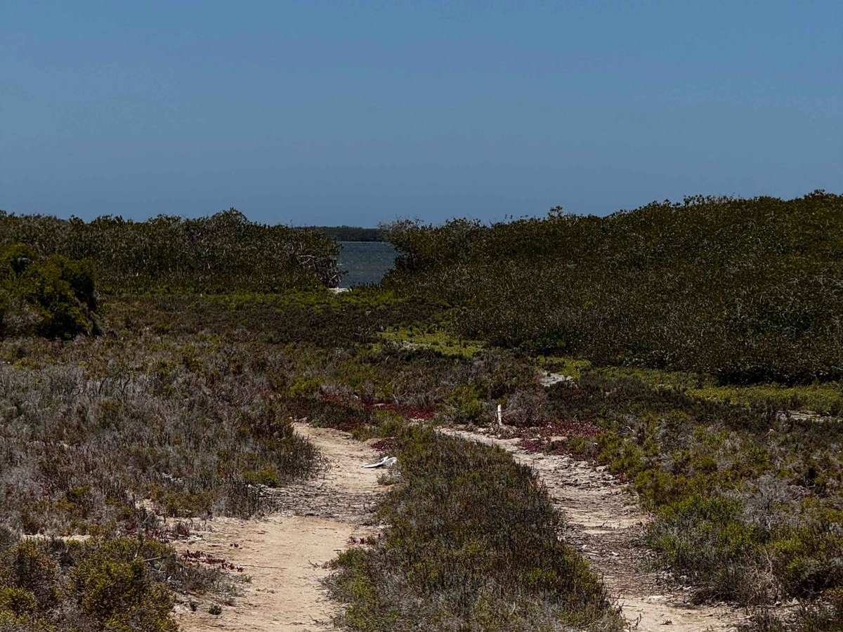 Mangroves Soledad photo 4