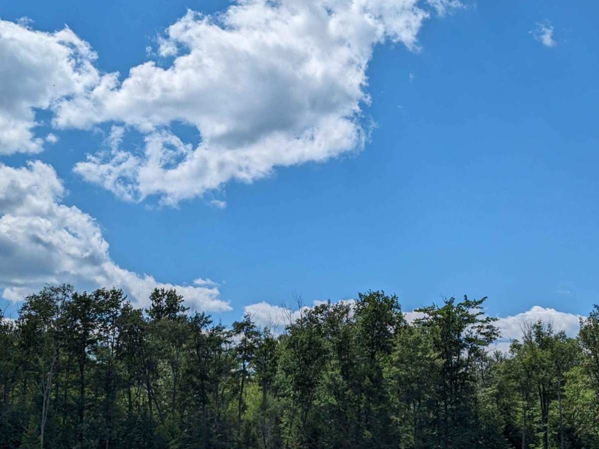 Loyalsock Road trail photo