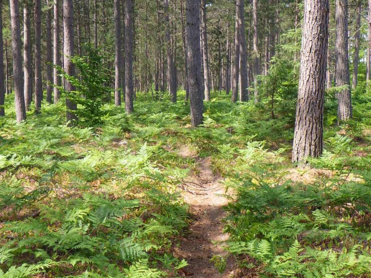 Brevort-Trout Lake Motorcycle Trail West photo 4