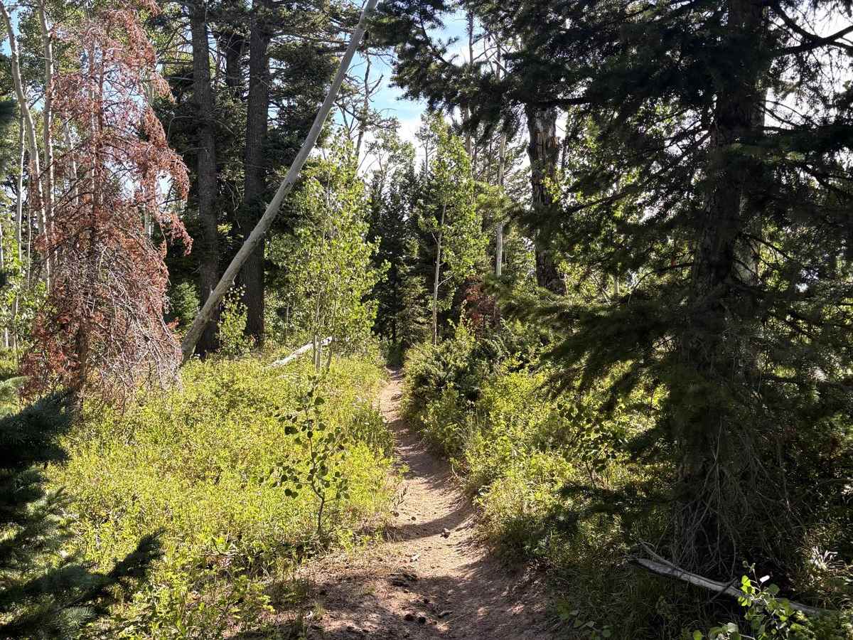 Buck Trail photo 3