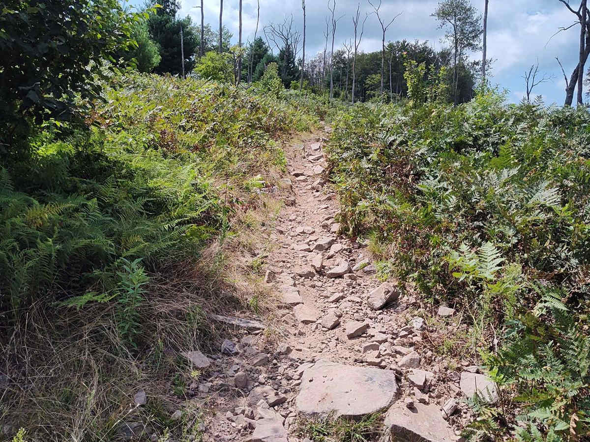 Tower Trail - Single Track photo 3