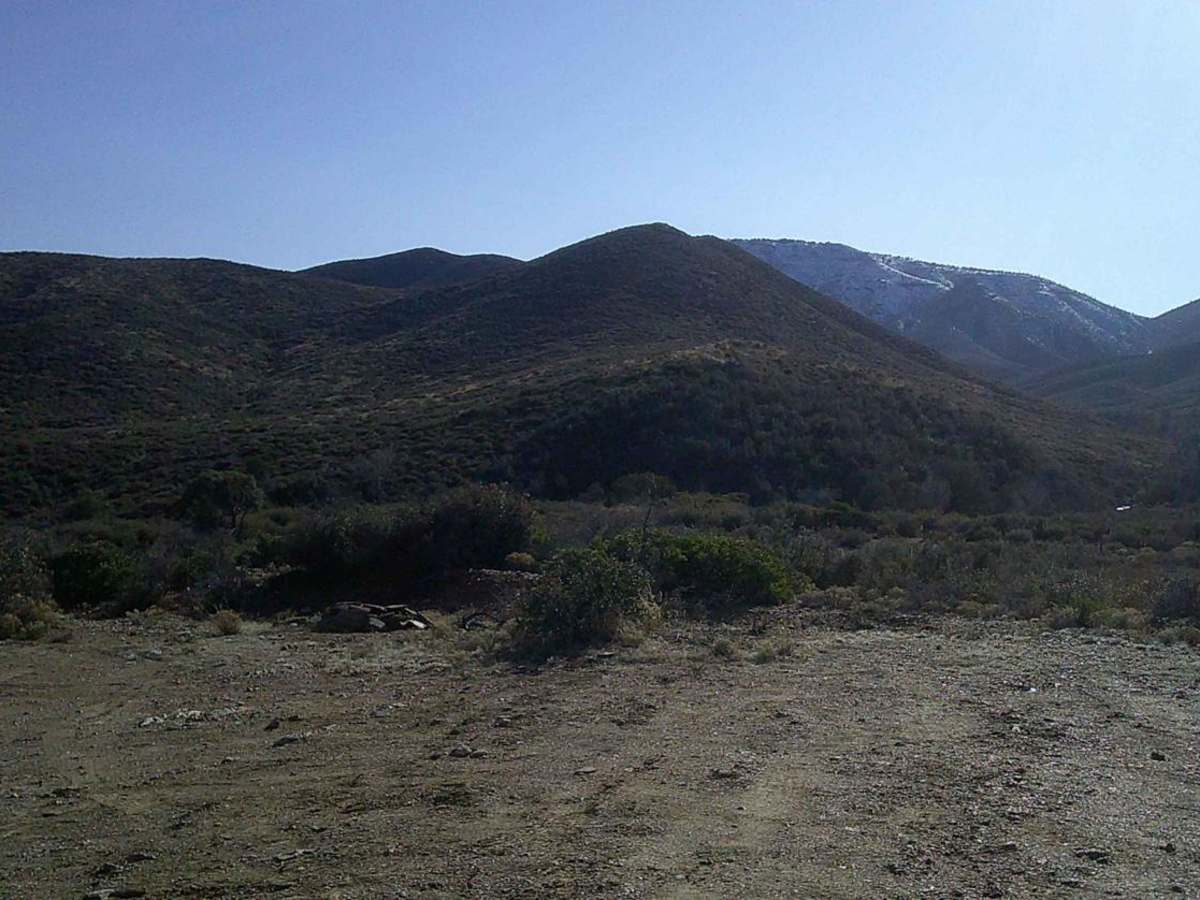 Grapevine photo 4