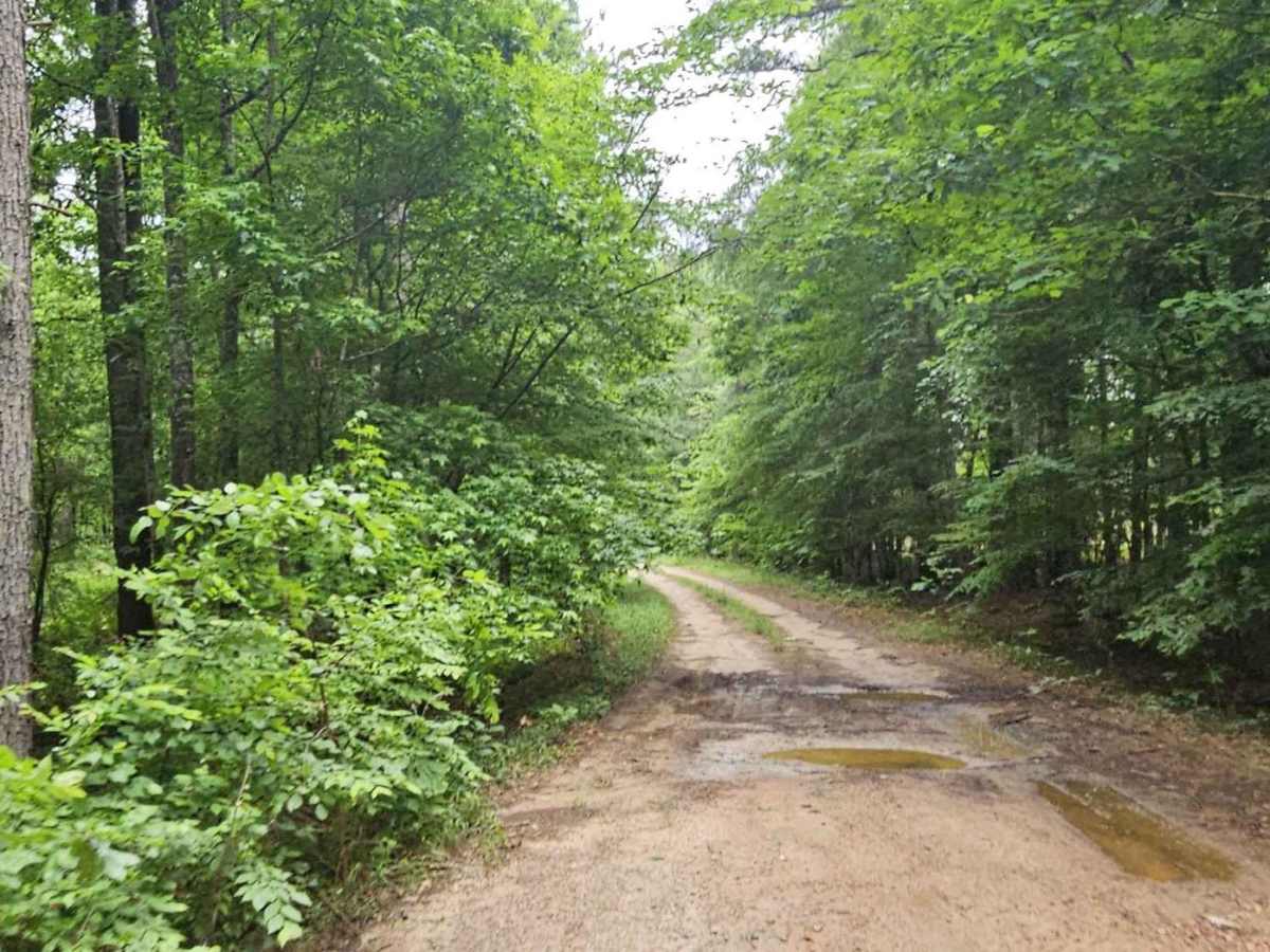 Cedar Springs (618) photo 6