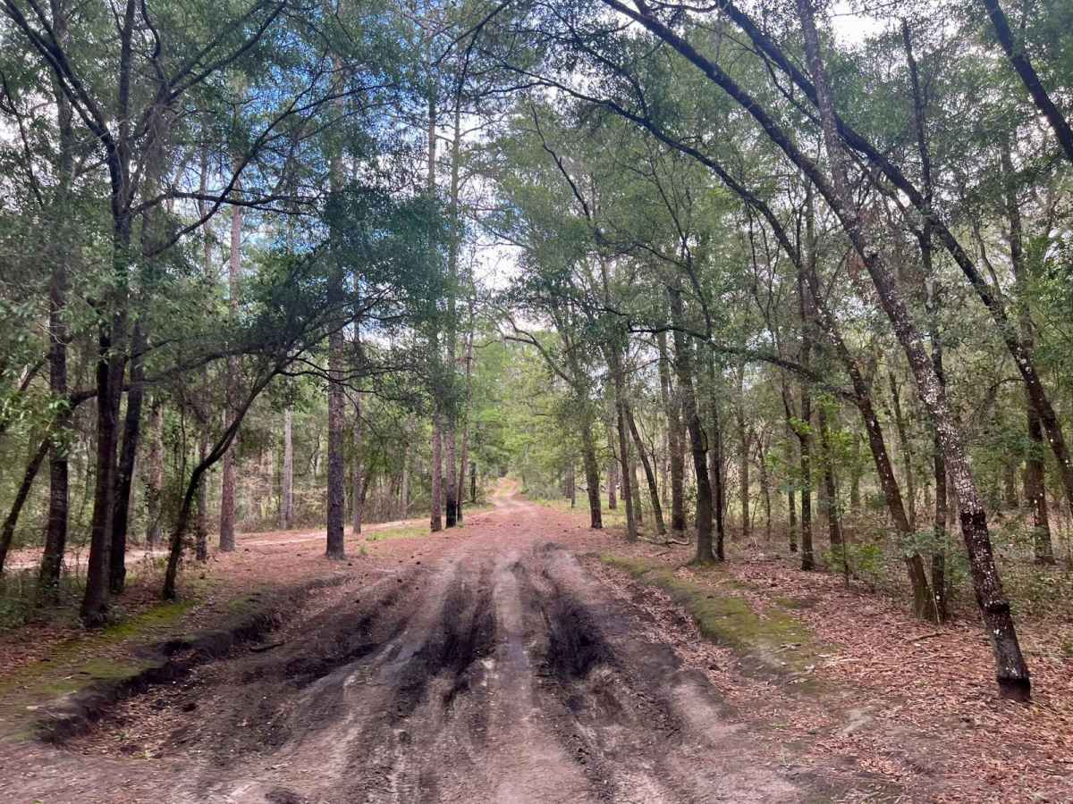 Crooms Wildlife Management | Trail 4 photo 6