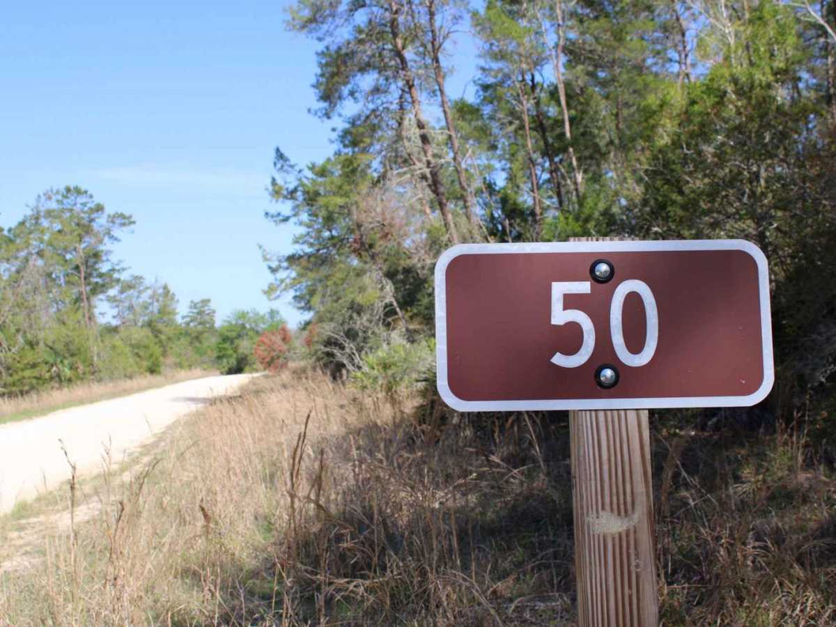 Ocala National Forest | Trail 50 trail photo