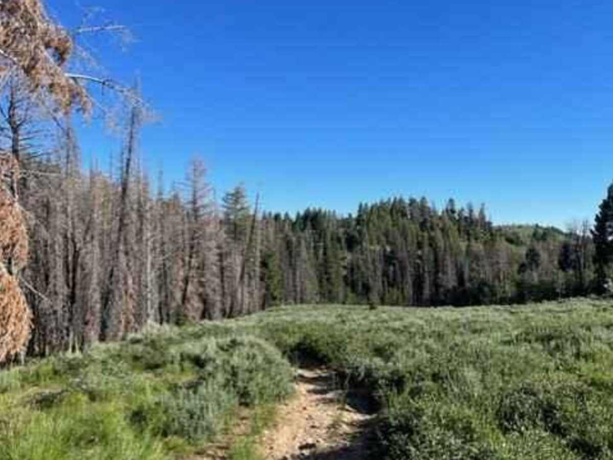 Bremner Trail photo 6