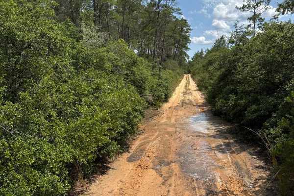 Ocala National Forest 40-14.6