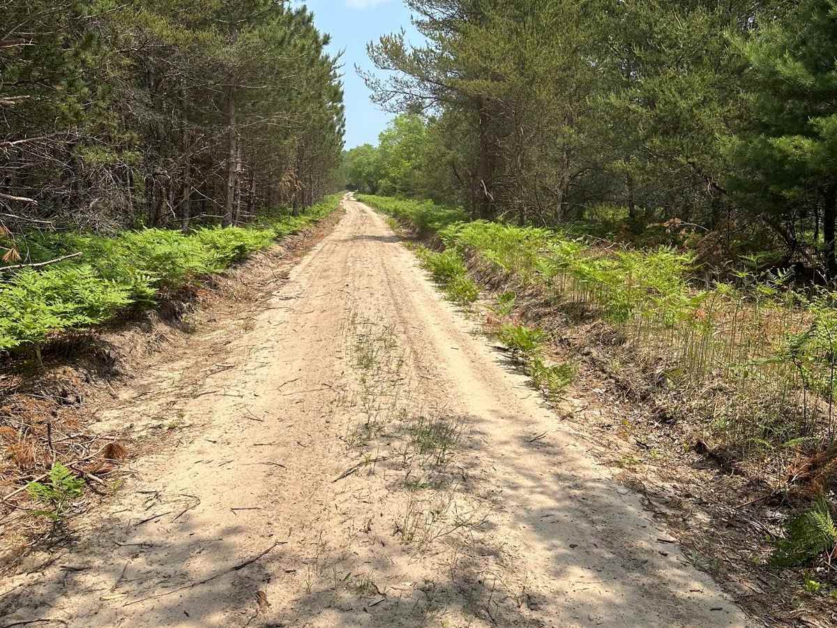 Pine Road Part 2 photo 2