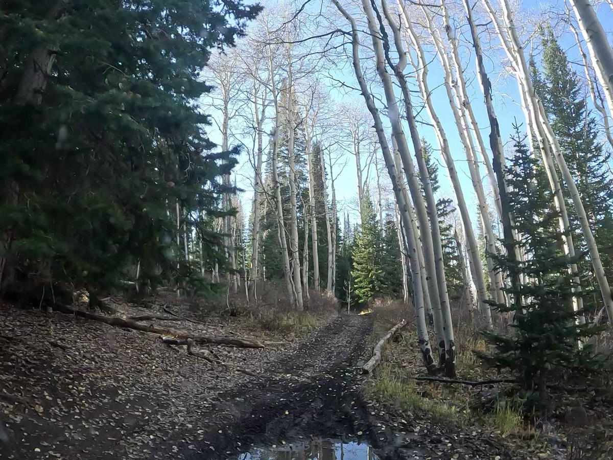 FS 51303 Six Mile Lower Pond Trail photo 4