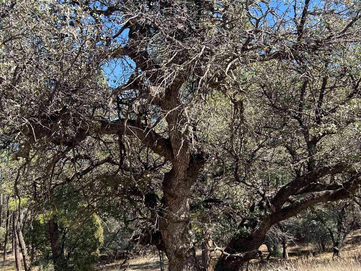FS 827 Deadman trail photo