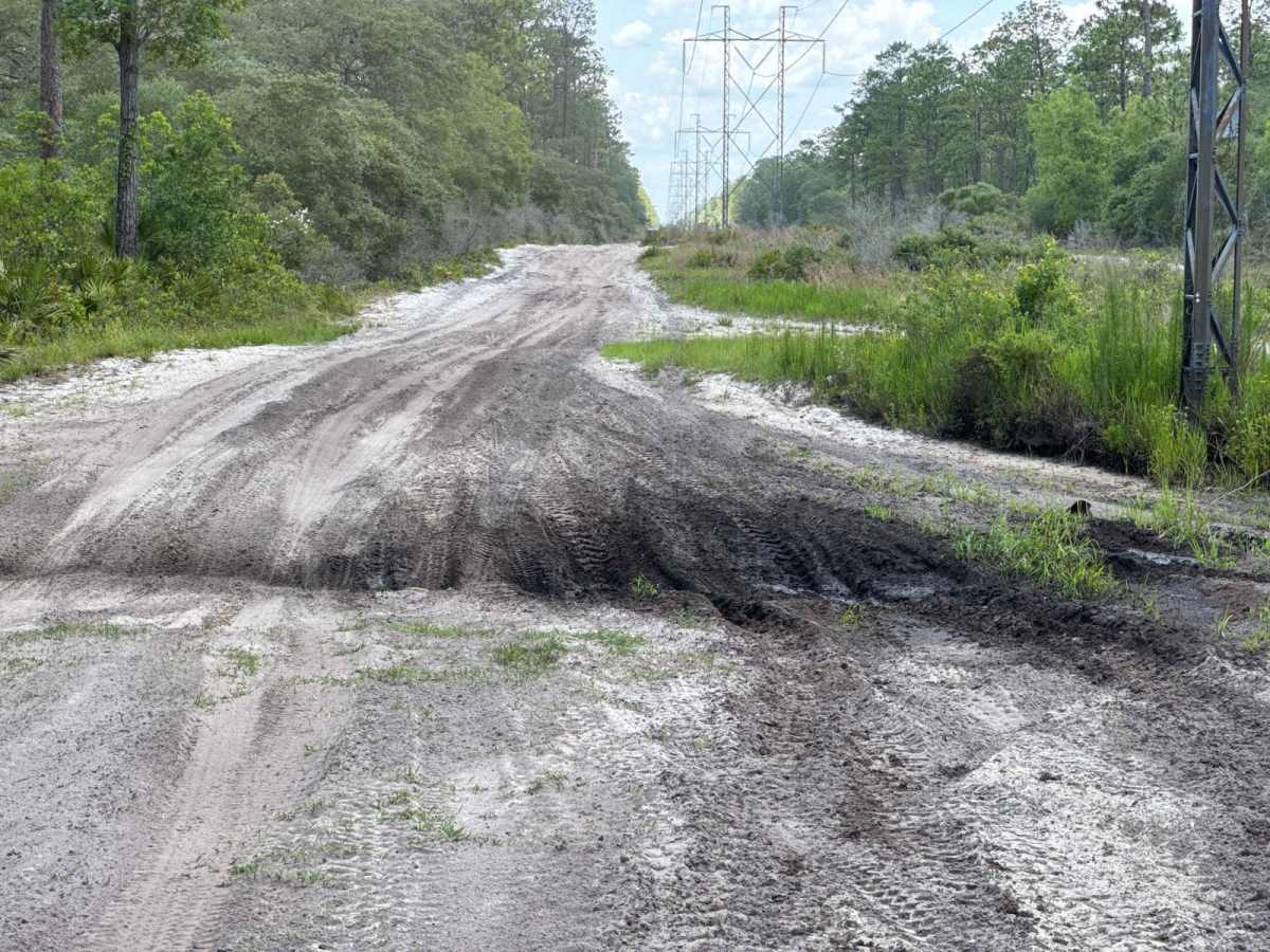 East Wandering Wiregrass photo 6