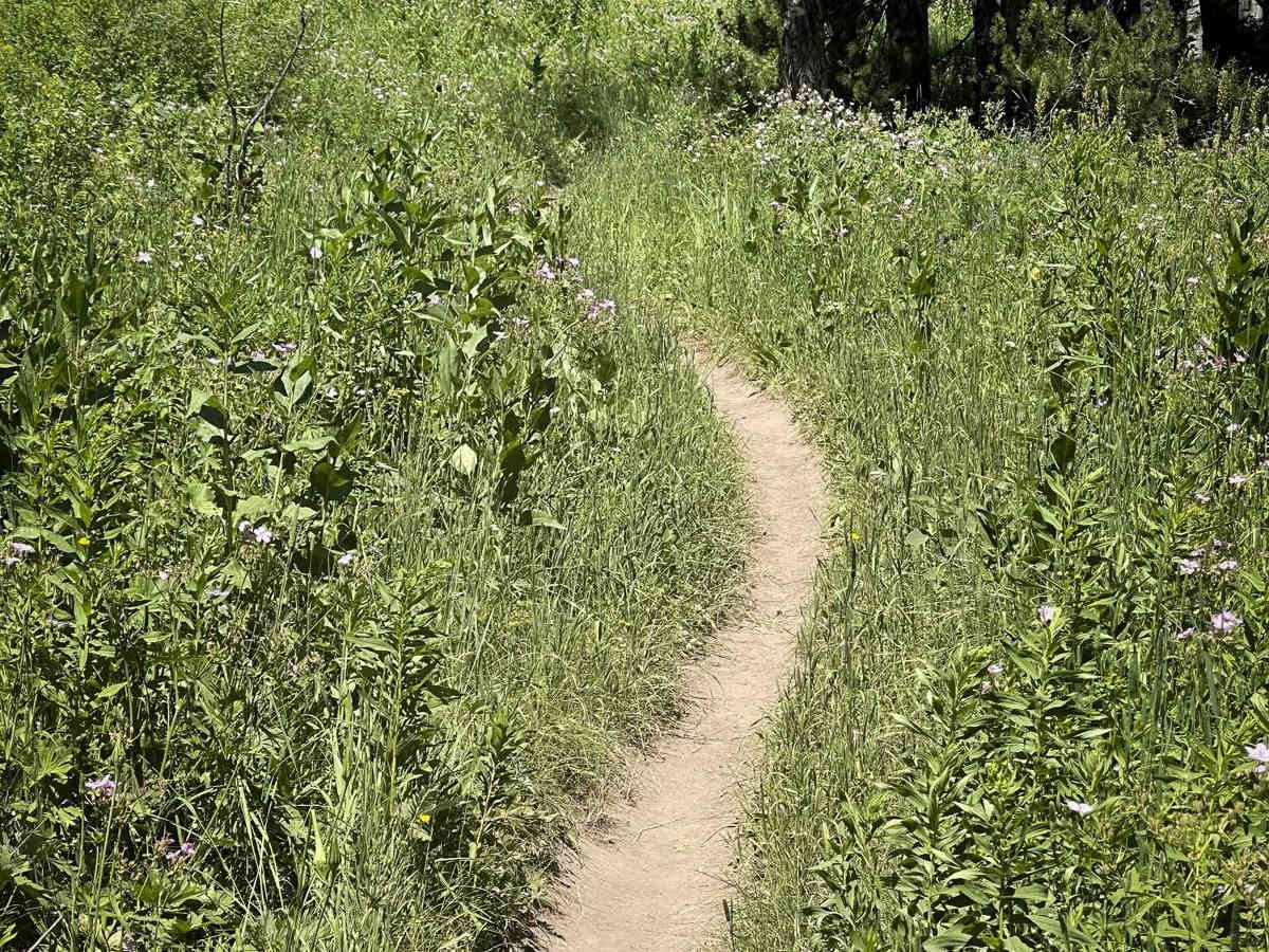 Poison Creek photo 6