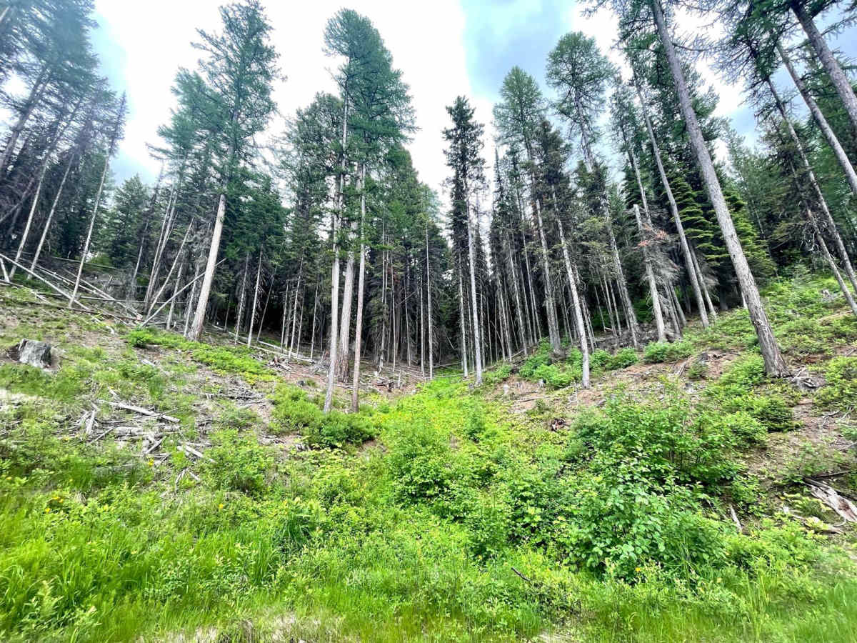 Findell Creek photo 5