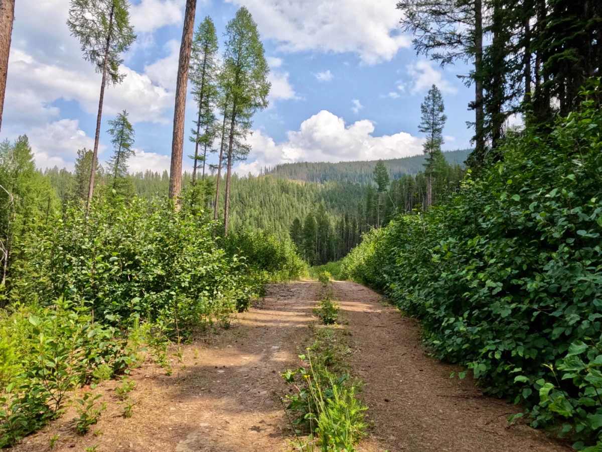 Cold Peak Trail (FSR 3803) photo 6