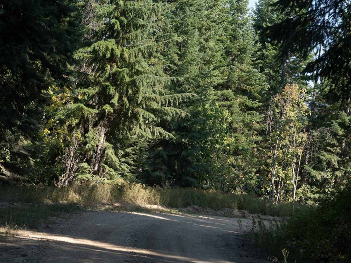 Potter Creek - FS 911 photo 2