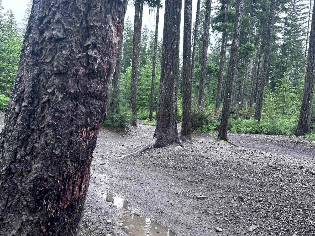Low Road Trail photo 4