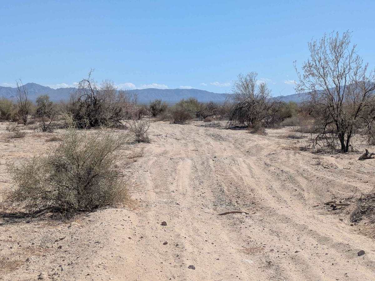 La Carrera De La Bobina Del Desierto photo 6