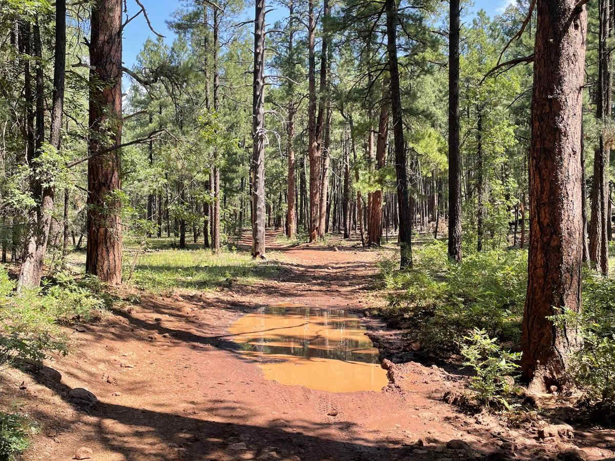 Mud Puddle Lane  photo 3