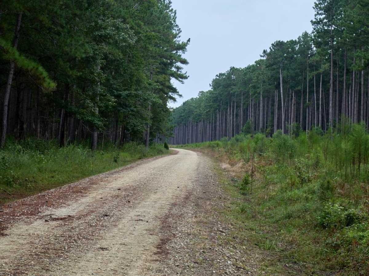Bonneau Ferry WMA - Perimeter Loop 'B' - Alternate photo 6