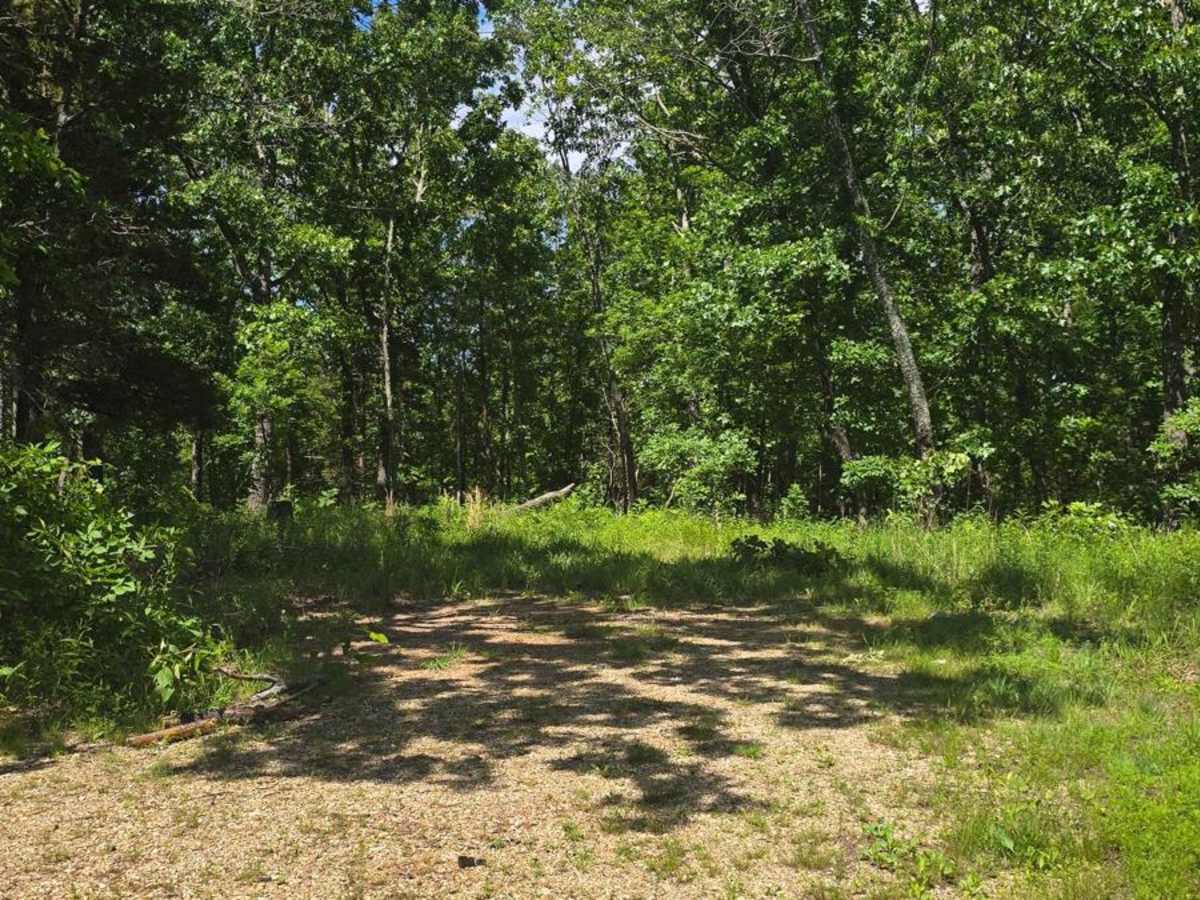 West Star Flatwoods - FS 1571 photo 2
